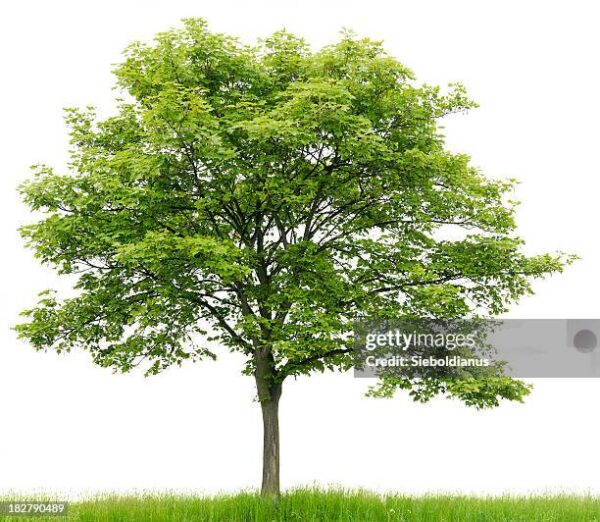 Maple Tree (میپل ٹری)