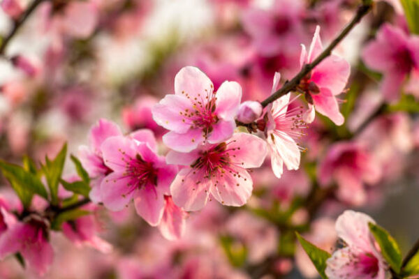 Flower Peach Plant (فلاور پیچ )