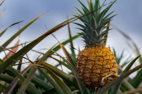 Pineapple Plant (پائن ایپل ) - Image 2