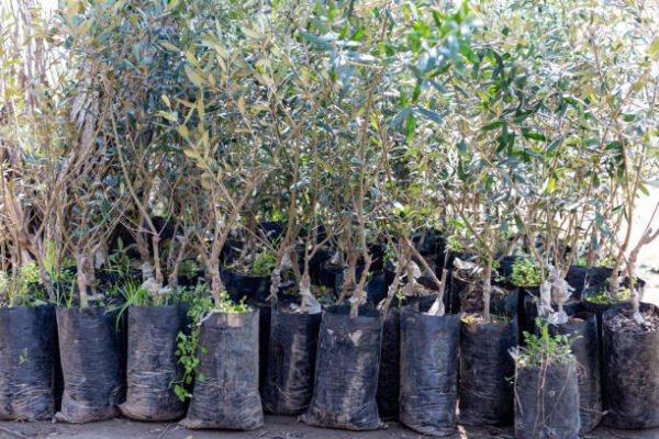 Grafted Olive Plant