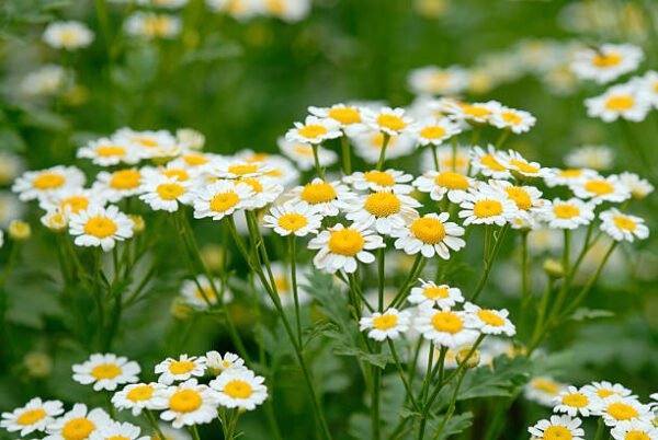 Chamomile Tea Flower (کیمومائل چائے کا پھول)