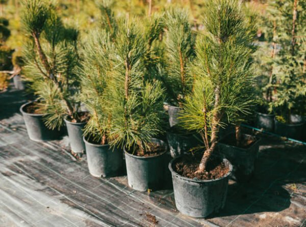 Pine Plants