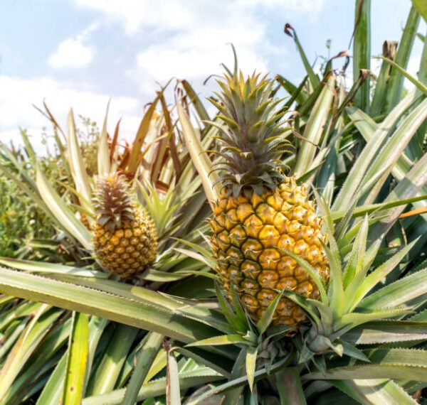 Pineapple Plant (پائن ایپل )