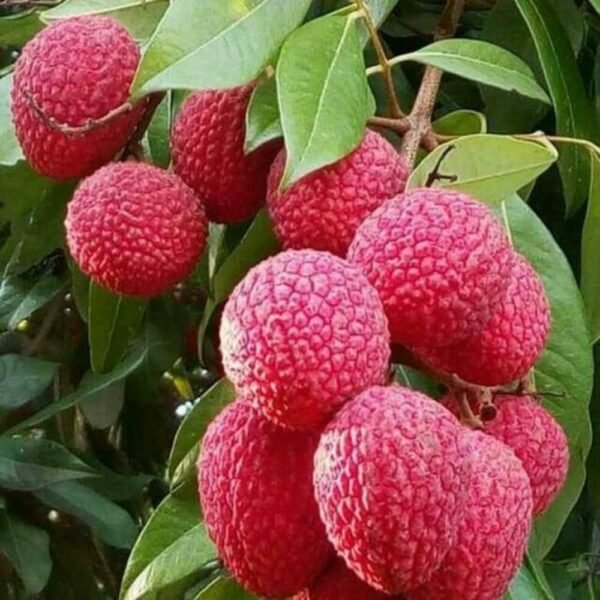 Lychee Plant (لائچی پودا) - Image 2